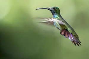 Green-breasted Mango (Anthracothorax prevostii) male flying