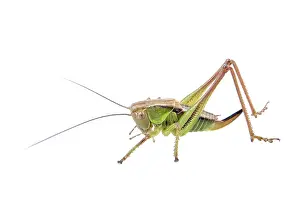 Green brown grasshopper isolated on a white background