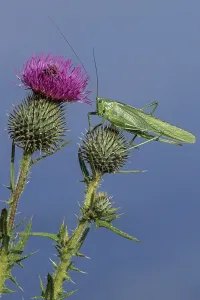 Green Bush-cricket is, in contrast to many other grasshopper species