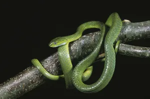 GREEN CAT SNAKE (boiga) cyanea