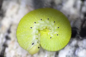 Green caterpillar on bark. macro