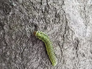 A green caterpillar (eruca) crawls over the rough surface of a tree bark