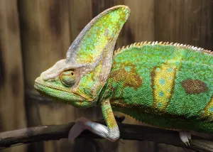 Green chameleon on a branch close up