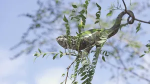 Green chameleon sits on thin branch of tree among green leaves with its tail wrapped around the branch on sunny day