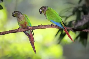 Green-cheeked parakeets (Pyrrhura molinae)