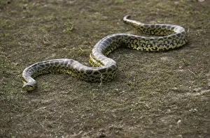 Green common anaconda (Eunectes murinus)