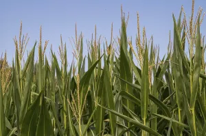 Green cornfield growing under a clear blue sky in borken