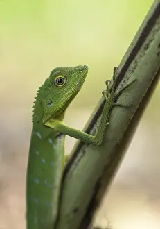 Green crested lizard - Bronchocela cristatella