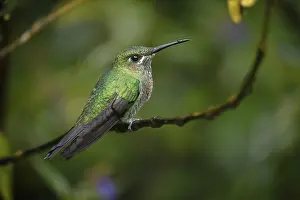 Green-crowned brilliant (Heliodoxa jacula)