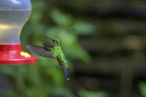 Green-crowned brilliant (Heliodoxa jacula)