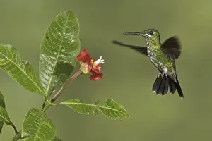 Green-crowned Brilliant (Heliodoxa jacula)