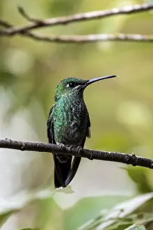 Green-crowned brilliant (Heliodoxa jacula) sitting on a branch