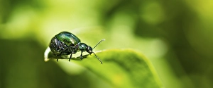 Green Dock Beetle (Gastrophysa viridula)