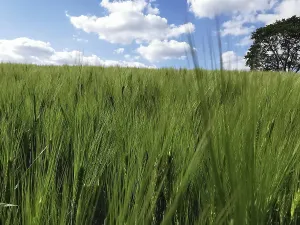 Green ears of a grain field (granum) under a cloudy sky with a lonely tree