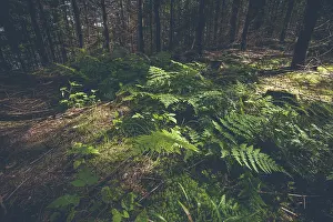 Green fern in a dark forest with pine trees