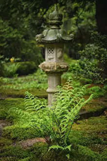 Green fern and lantern in Japanese garden