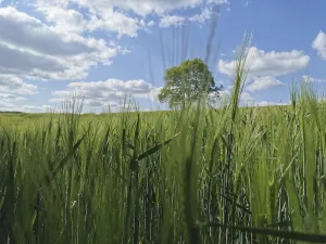 Green field full of barley (hordeum vulgare) and single tree under a blue sky