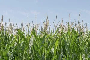 Green field of corn growing up in farmland