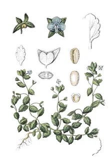 Green Field-speedwell (Veronica agrestis)