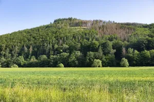 Green fields and forest with diseased trees
