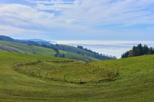 Green fields on rolling hills with scattered trees