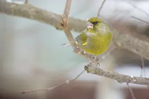green finch