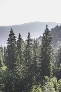 Green fir forest landscape