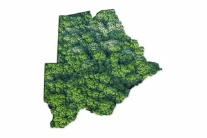 Green Forest Map of Botswana, on white background