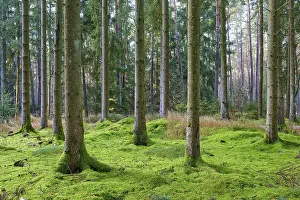 Green forest with moss-covered ground