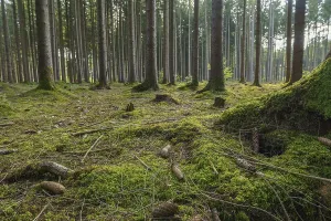 Green forest with moss and pine cones