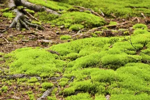 Green forest with old trees with lichen and moss