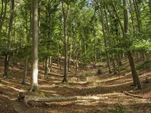 Green forest with sunlight falling through the trees and a quiet forest path