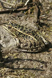 A green frog with black spots in a swamp in Morden