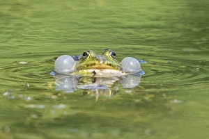 Green frog (Rana esculenta) calling with sound bubbles in the water