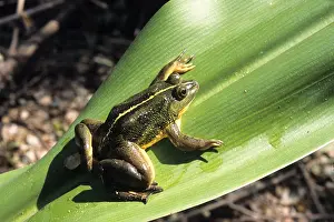 Green frog rana hexadactyla