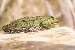 Green frog sitting on a piece of wood