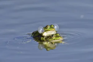 Green frogs (Pelophylax esculentus) calling during mating