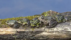 Green frogs (Rana esculenta) sitting on wood at a lake