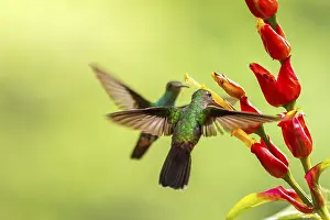 Green-fronted Brilliant Hummingbird (Heliodoxa jacula)