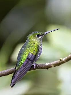 Green-fronted Brilliant Hummingbird (Heliodoxa jacula) sitting on a branch
