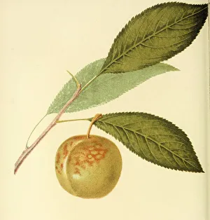Green Gage Plum, digitally processed reproduction of a watercolour drawing from 1856