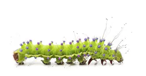 Green giant peacock moth caterpillar