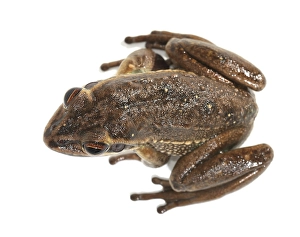 Green and Golden Bell Frog (Litoria aurea)