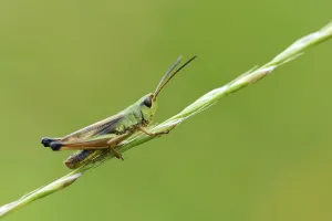 Green grashopper species (Mecostethus parapleurus)