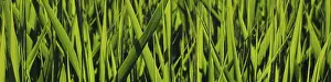 Green grass, nature background