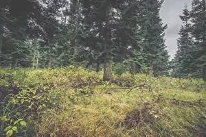 Green grass in a pine forest in the fall