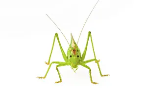 Green grasshopper, great green bush cricket (Tettigonia viridissima)