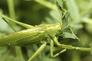 Green grasshopper, tettigonia viridissima