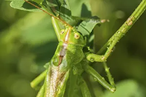 Green grasshopper, tettigonia viridissima