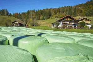Green hay silage bales and mixed forest